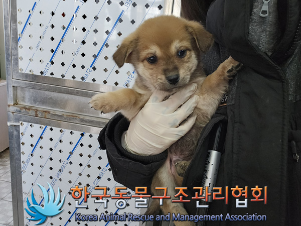한국동물구조관리협회_441560202401410